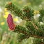 Eglė dygioji (Picea pungens) 'Lucky Strike'